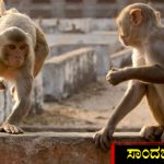 monkey