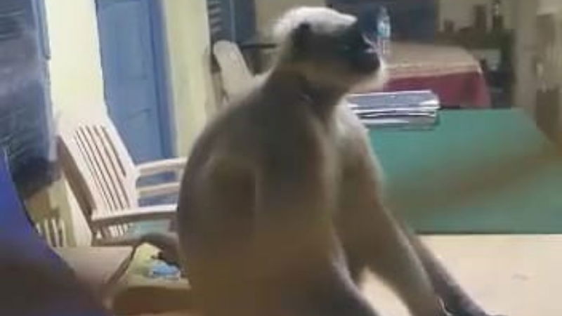 police station Monkey raichuru 1