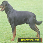 rottweiler dog