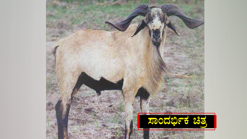 sheep
