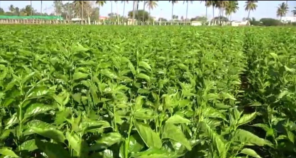 silk mulberry plant disease