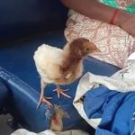 smg ksrtc bus chicken