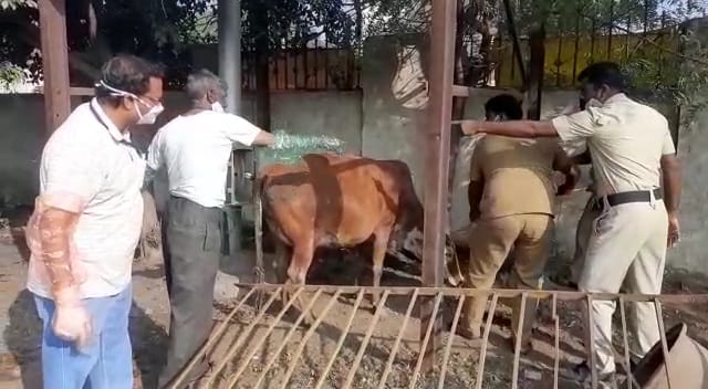vijayapura cow3