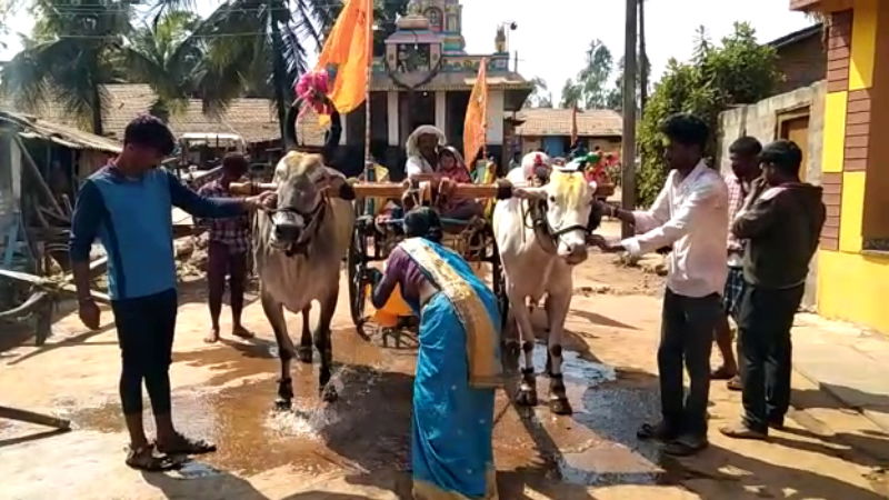 Bulls Dharwad Savvi Fair Mangalagatti 4