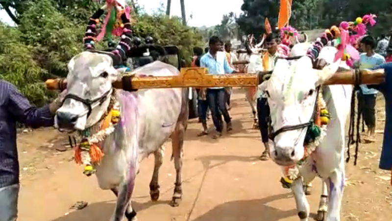 Bulls Dharwad Savvi Fair Mangalagatti