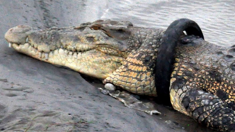 CROCODILE 1