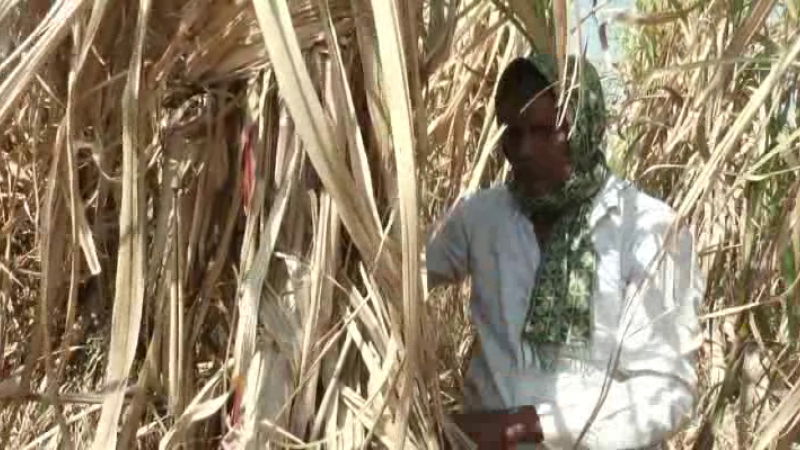 Farmers Sugar Factory Bidar Co operative Sugar Factory 2