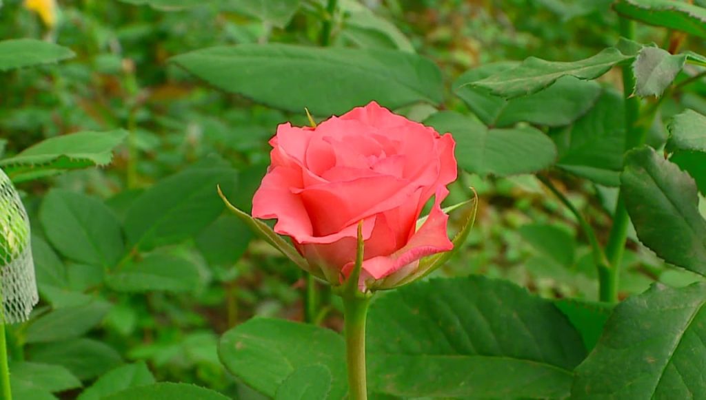ROSE 2