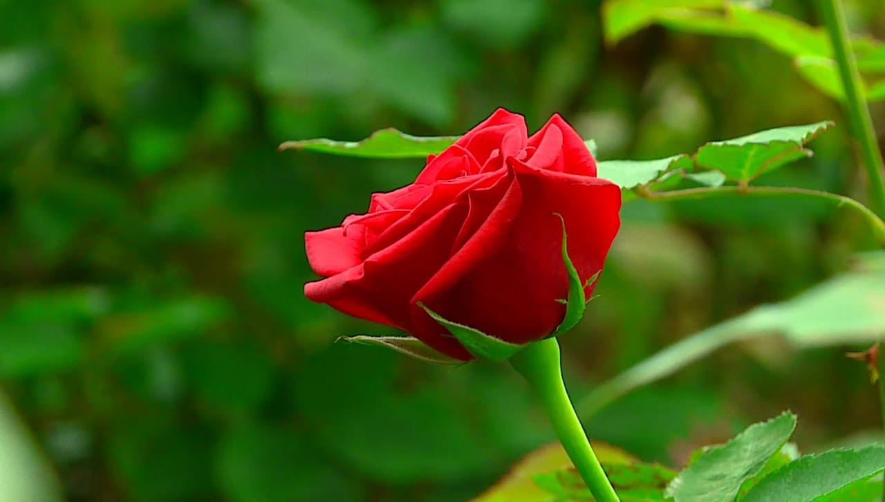 ROSE 5