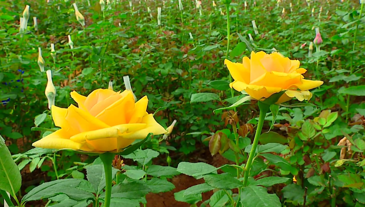 ROSE 6