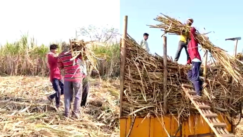 Sugarcane Belgaum Athani chikodi 1