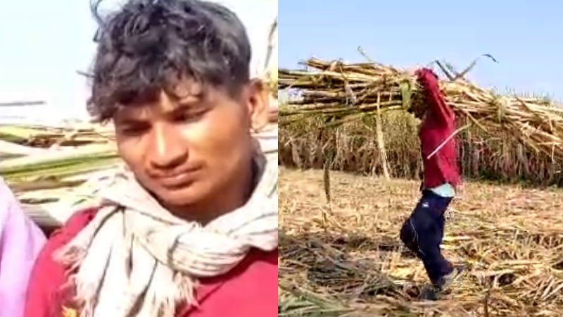 Sugarcane Belgaum Athani chikodi