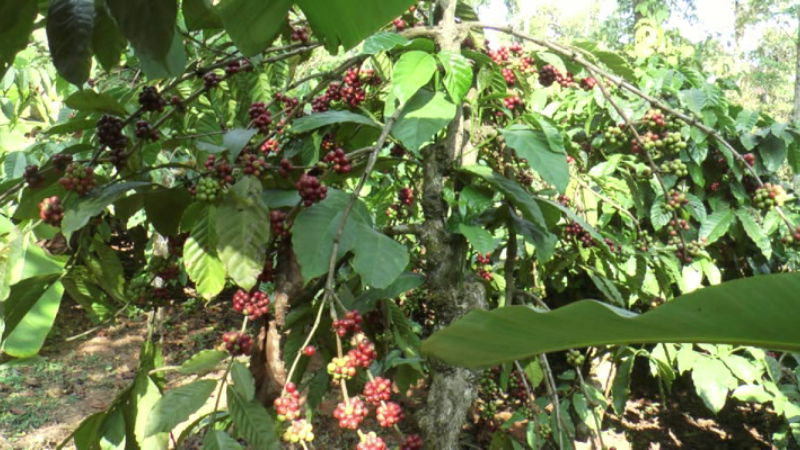 coffee 2