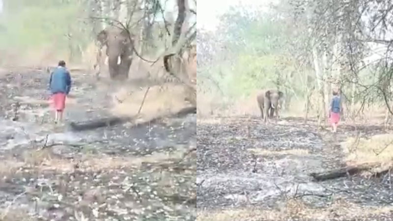 elephant 1