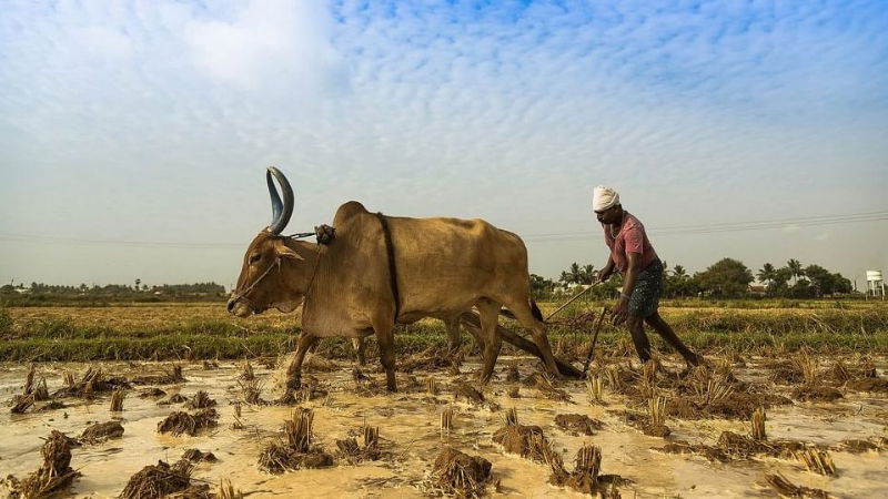 farmer
