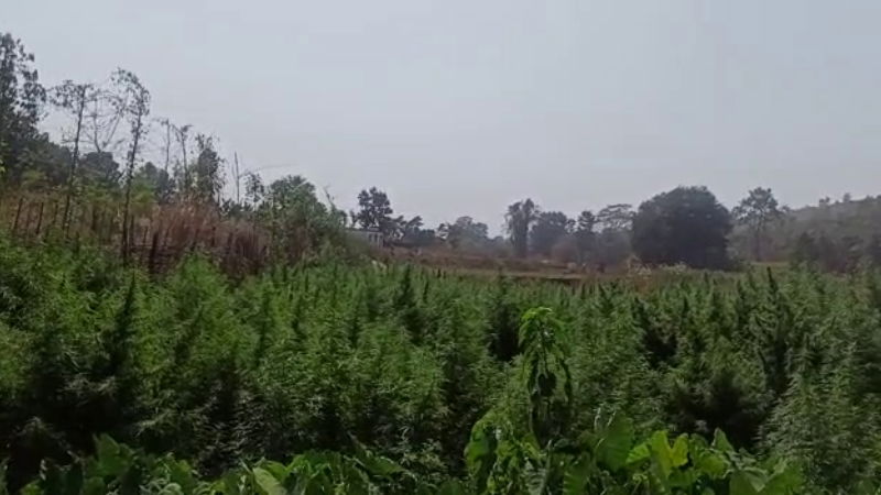 ganja 2