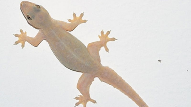 lizard