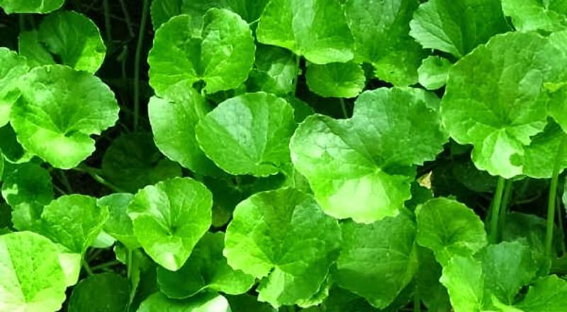 Brahmi chutney 1