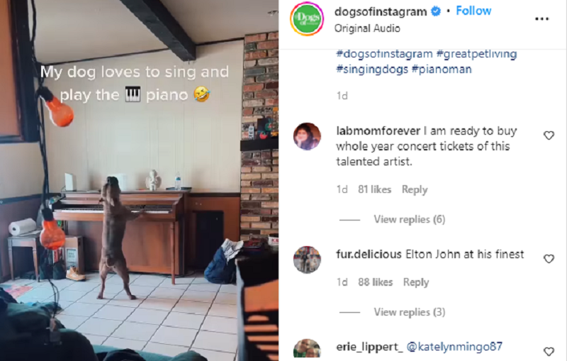 DOG