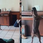 DOG VIRAL VIDEO