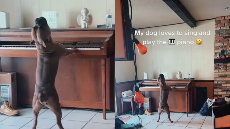 DOG VIRAL VIDEO 1