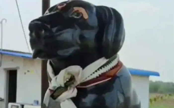 DOG