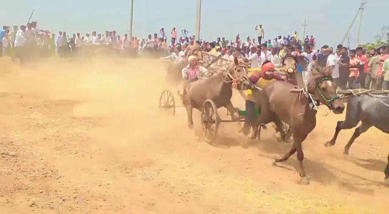 HORSE RACE 1