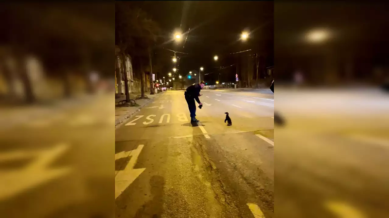 Penguin11