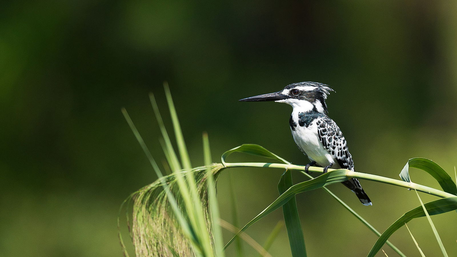 best time of day to see kingfishers