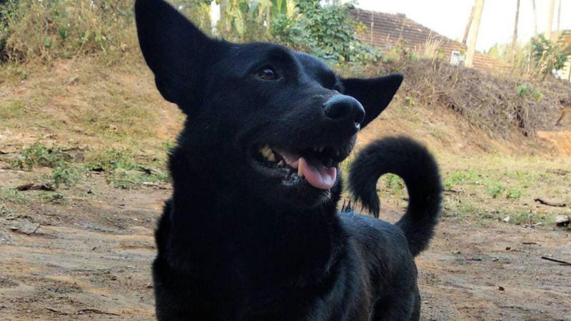 blackie dog 1