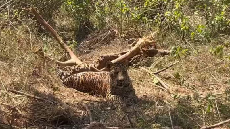 cheetah