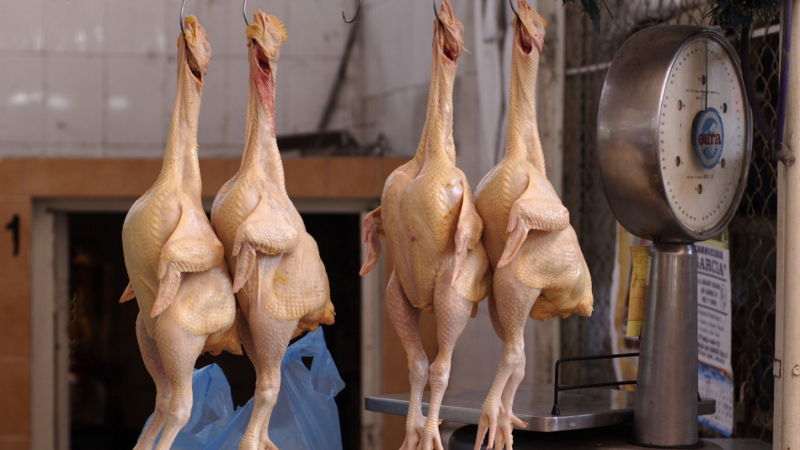 chicken