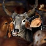 cow