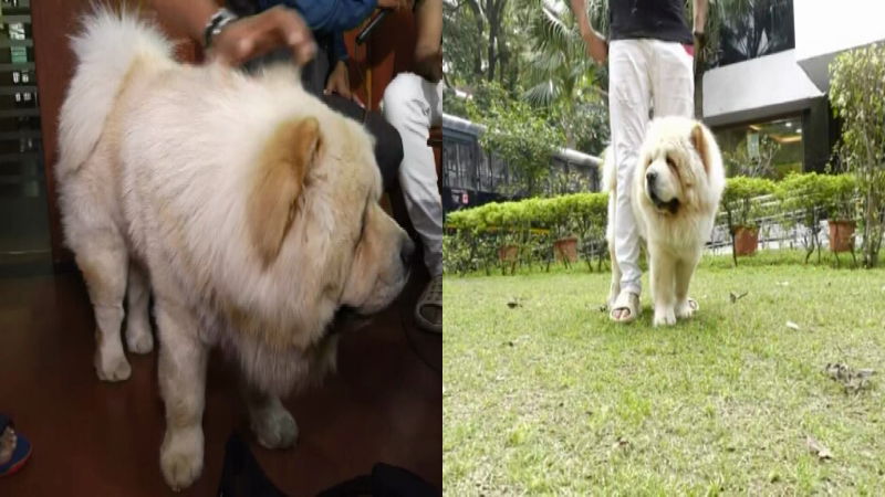 dog 2