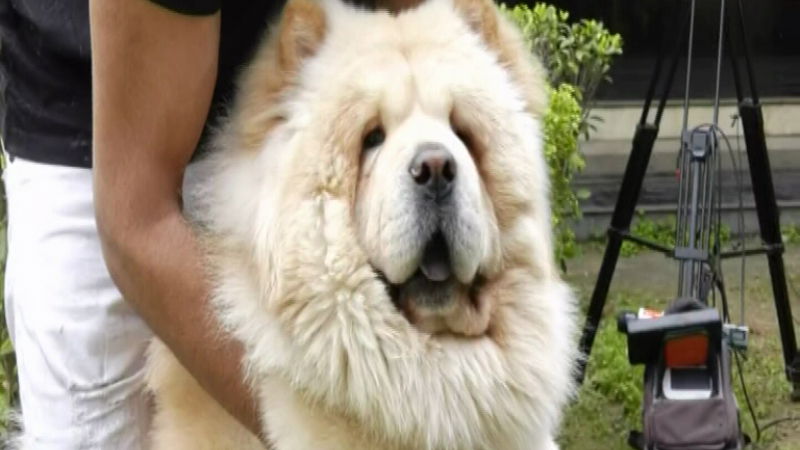 dog 3