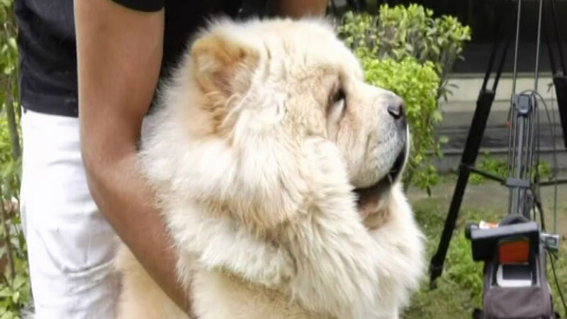 dog 4
