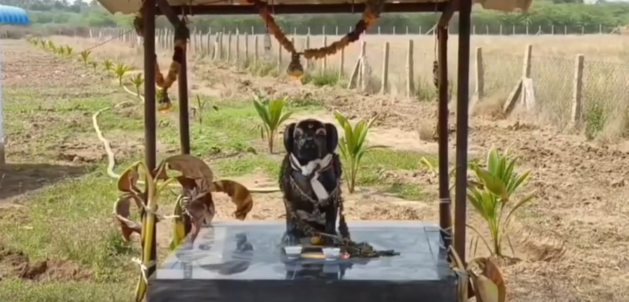 dog temple