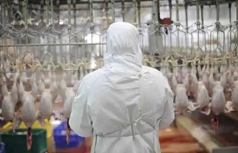 halal meat