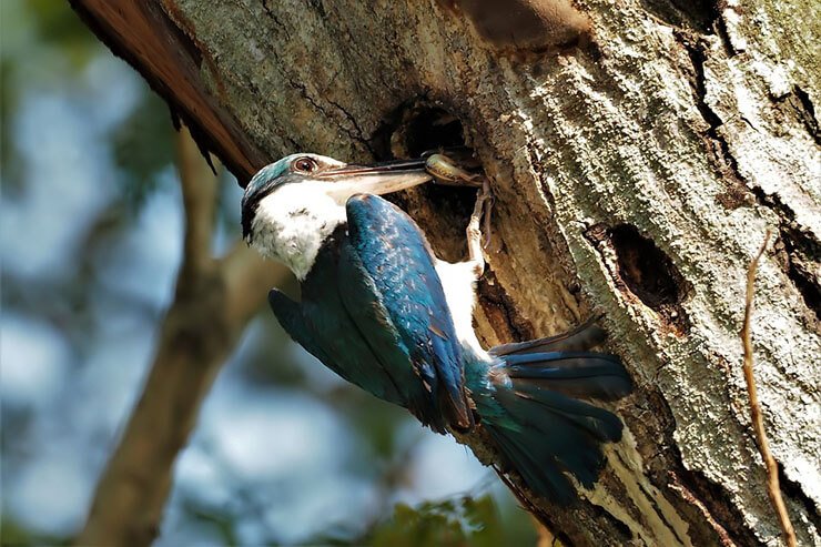 kingfisher tree nest