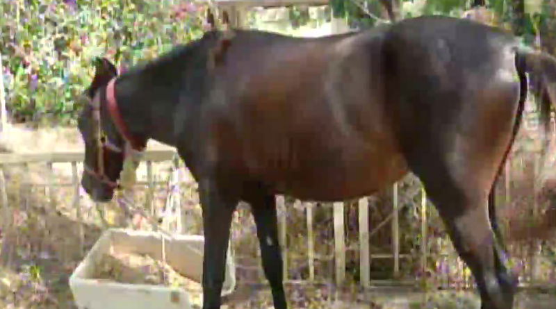 man rides Horse 2