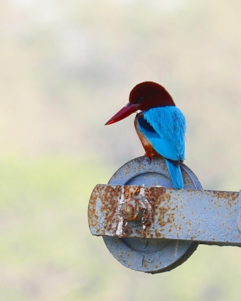 ನೀಲಿ ಮಿಂಚುಳ್ಳಿ