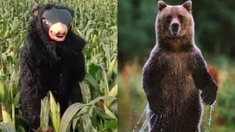 BEAR