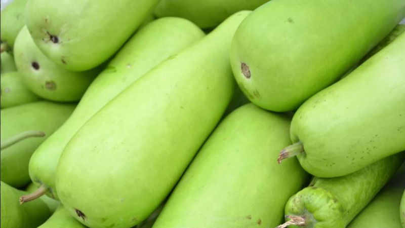 BOTTLE GOURD