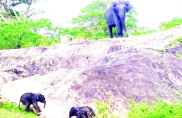 Elephant 1