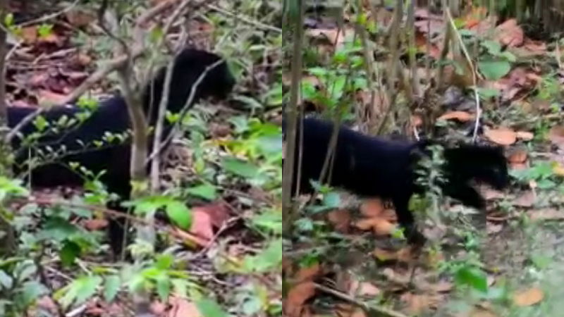 Karwar black leopard 1