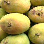 MANGO 1