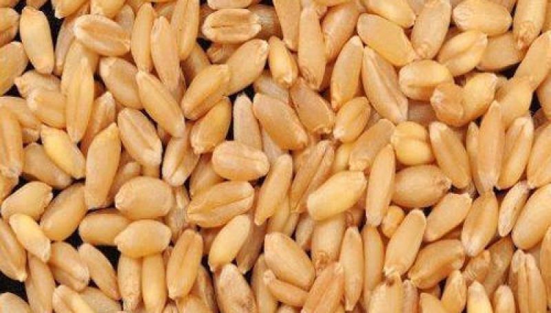 Wheat