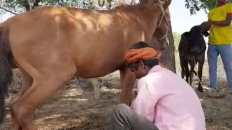 farmers using horses 1