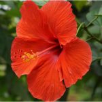 hibiscus 1