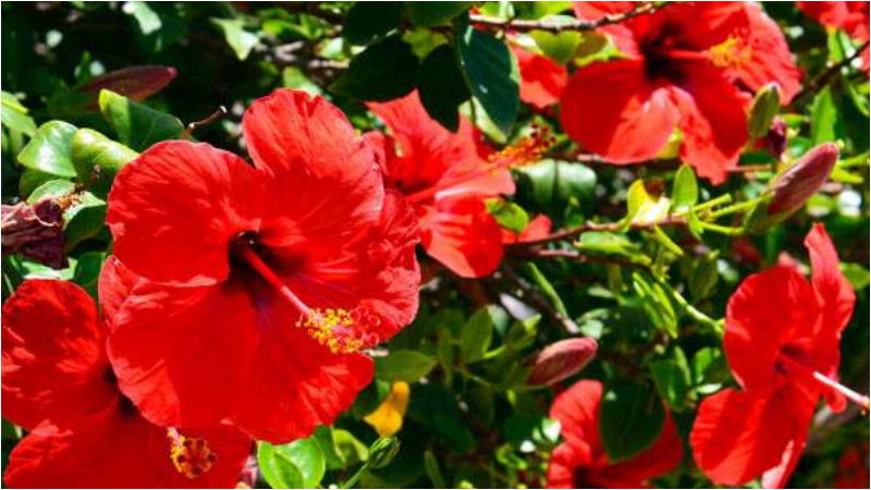hibiscus 2